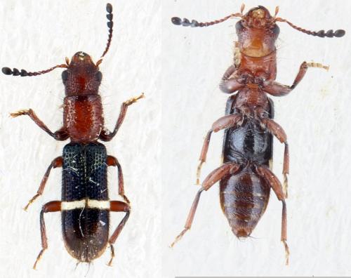 Réf. 323 578 : Paratillus carus